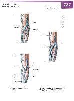 Sobotta Atlas of Human Anatomy  Head,Neck,Upper Limb Volume1 2006, page 244